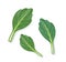Nature organic vegetable Kale. salad leaves vector illustration
