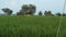 Nature and paddy crop