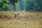 Nature Painting or scenery by Indian jackal Canis aureus indicus or Himalayan jackal or Golden jackal in early morning blue hour