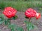 nature palette  flowers wallpaper hacienda  ranch