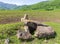 Nature park with a valley of ruined dolmens, walks on a sunny spring day