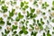 Nature pattern lay out made with green plant branches and golden sparkling hearts on white background.