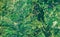 Nature pattern on satellite photo, forest or jungle taken from space in summer