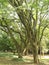 Nature patterns of Caesalpinia granadillo trunks a tree species native to Venezuela South America