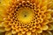 Nature petal floral flower flora plant gerbera blossom yellow daisy beauty fresh