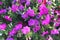 Nature photo is a petunia flower. Plant Petunia flower with blooming pink petals