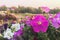 Nature photo is a petunia flower. Plant Petunia flower with blooming pink petals