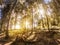 Nature photography in a forest with sunlight