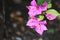 Nature Photography Pink flowers green leaves