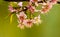 Nature Photography - Plum Blossoms
