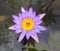 nature photography purple lotus in the water in wetland Park hongkong