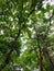 Nature photography, tree tops against blue sky background, greenery wallpaper