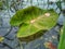 Nature Photography In Water leaf