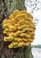 Nature picture with Laetiporus sulphureus - species of bracket fungus fungi that grow on trees, sulfur shelf or chicken mushroom