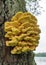 Nature picture with Laetiporus sulphureus - species of bracket fungus fungi that grow on trees, sulfur shelf or chicken mushroom
