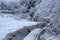 Nature of pine forest in Shirakawa-go, Japan