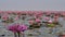 Nature pink water lilly flower in the big river