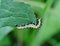 In nature, the plant caterpillars butterfly Cucullia Cucullia pustulata