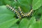 In nature, the plant caterpillars butterfly Cucullia Cucullia pustulata