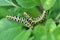 In nature, the plant caterpillars butterfly Cucullia Cucullia pustulata