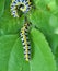 In nature, the plant caterpillars butterfly Cucullia Cucullia pustulata