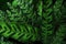 Nature plant texture, tropical foliage Rattlesnake plant Calath