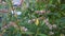 Nature plants branches flowering in the forest in Russia