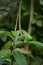 Nature Plants Costus Speciosus - Thebu  in Sri Lanka