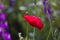 Nature, plants and flowers, poppy