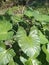 a Nature plants growing wild in the garden