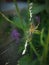  nature plants insects spider macrophoto wildlife grass green    yellowspider