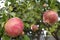 Nature. Plants. Punica granatum. Pomegranates tree. Video