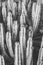 Nature poster. cactus. black and white