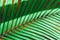 Nature poster. Green palm branch. Closeup. Tropical vibes