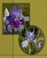 NATURE: A poster showing both cultivated and wild Iris blooms.