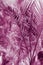 Nature poster. violet palm leaf