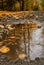 Nature after rain. Autumn forest muddy road with puddle and fallen yellow leaves close up. Bright October in detail. Reflection of