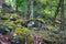 Nature, rainforest in Lamington National Park, Queensland, Austr