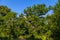 Nature is recapturing an abandoned city. The trees are covered by a ruined high-rise building