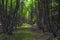 Nature Reclaiming an old road in the forest