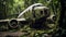 Nature Reclaims: Overgrown Wreck of an Antique Plane in the Rainforest