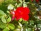 Nature red rose floewr of srilanka