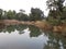 Nature reflected in pond water