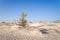 The nature reserve and its fine white sand, in Europe, Greece, Crete, Elafonisi, By the Mediterranean Sea, in summer, on a sunny