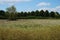 Nature reserve meadow with white flowers and trees