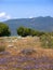 Nature Reserve at Skala Kalloni Lesvos Greece
