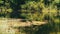 Nature on the River, Green Vegetation on the Banks of the River