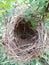 Nature Rose Bush Birds Nest nature