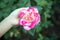 Nature rose flower on garden