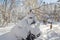 The nature rounded snow on the forest